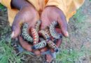 Dijo tsa Afrika: Mopane worms 