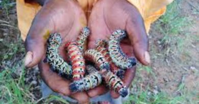 Dijo tsa Afrika: Mopane worms 