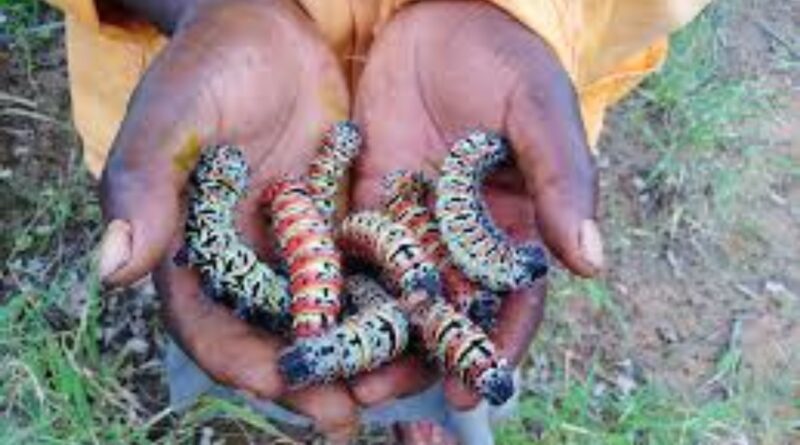 Dijo tsa Afrika: Mopane worms 